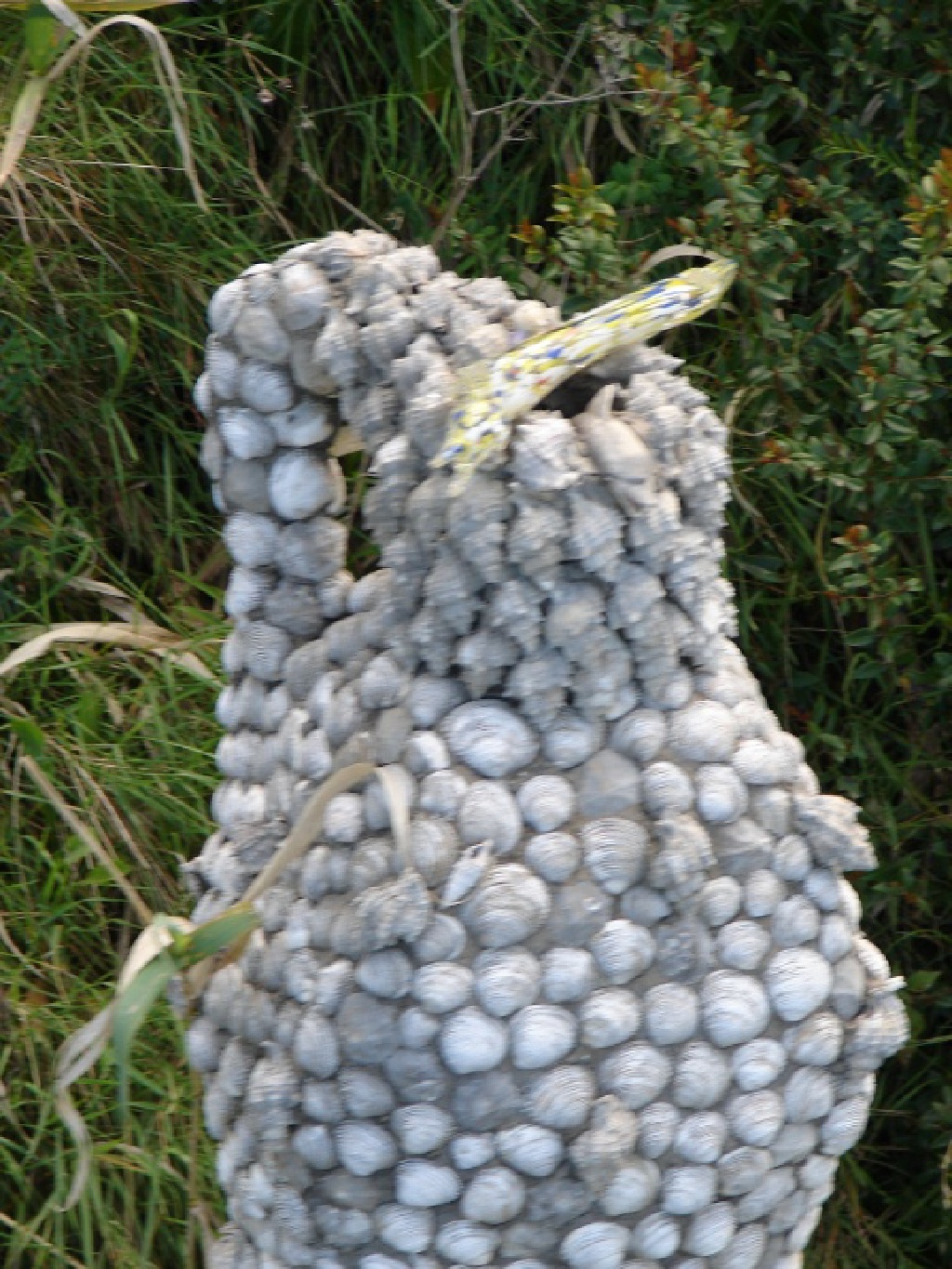 vase made from shells.jpg